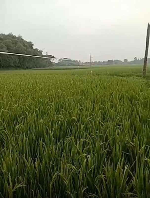 dijual tanah cibarusah bekasi