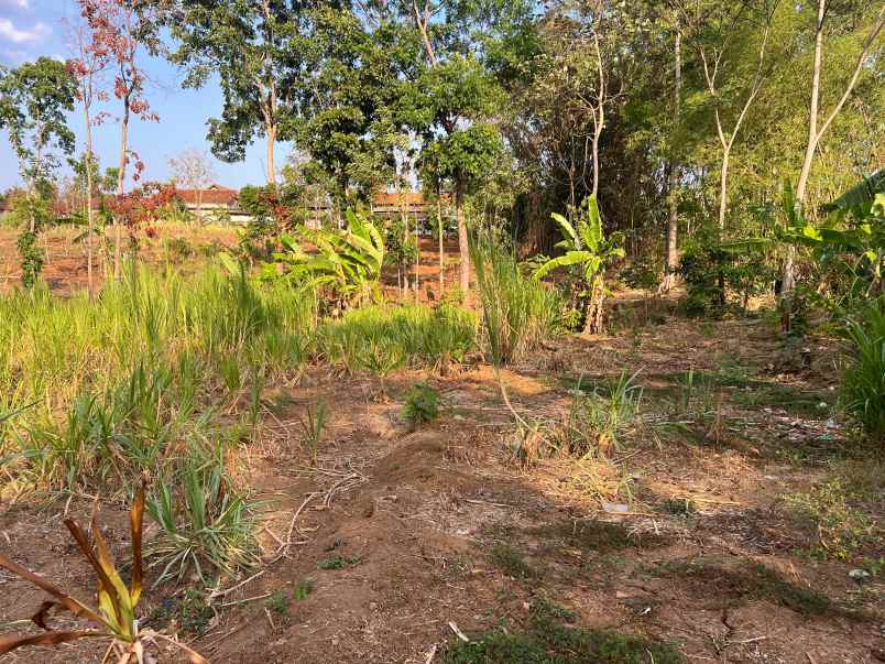 dijual tanah datar untuk kebun buah investasi lainnya