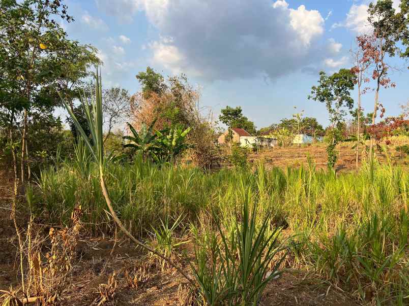 dijual tanah datar untuk kebun buah investasi lainnya