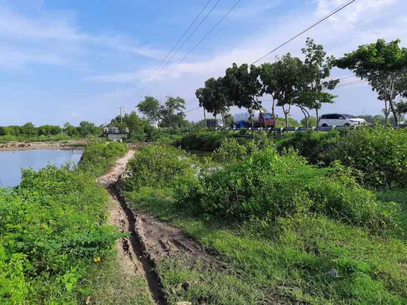 Dijual Cepat Tanah Tambak Jalan Pantura Luas 43 Hektar Harga Nego