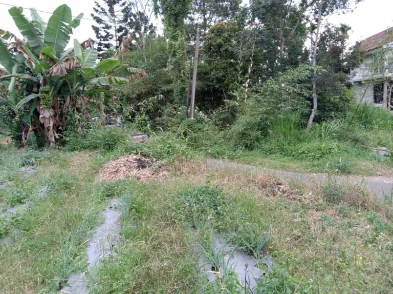 dijual tanah desa palasari kecamatan