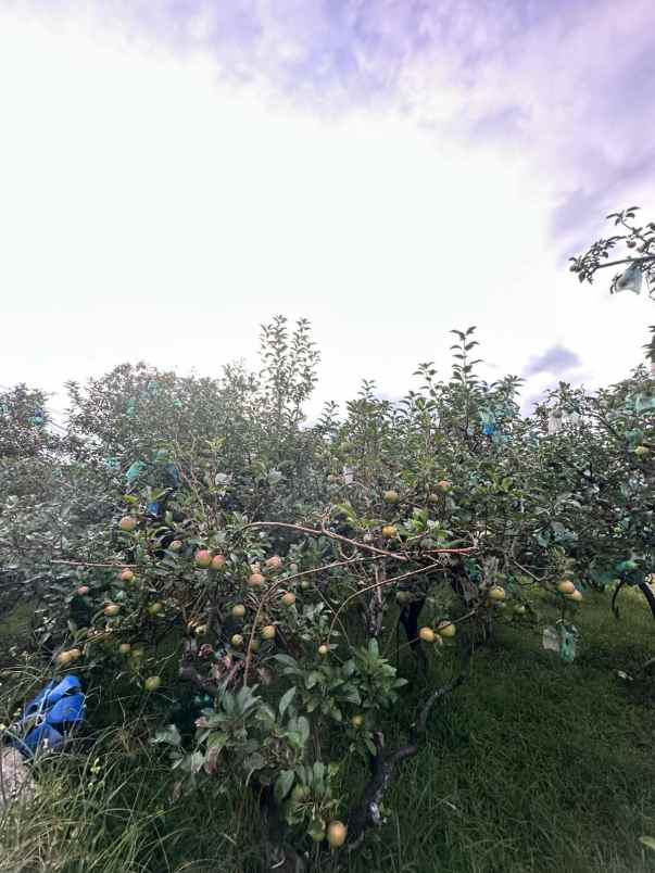 dijual tanah di kaki gunung semeru bromo