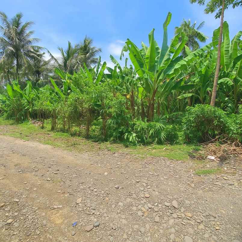 dijual tanah di pinggir jalan utama denpasar gilimanuk