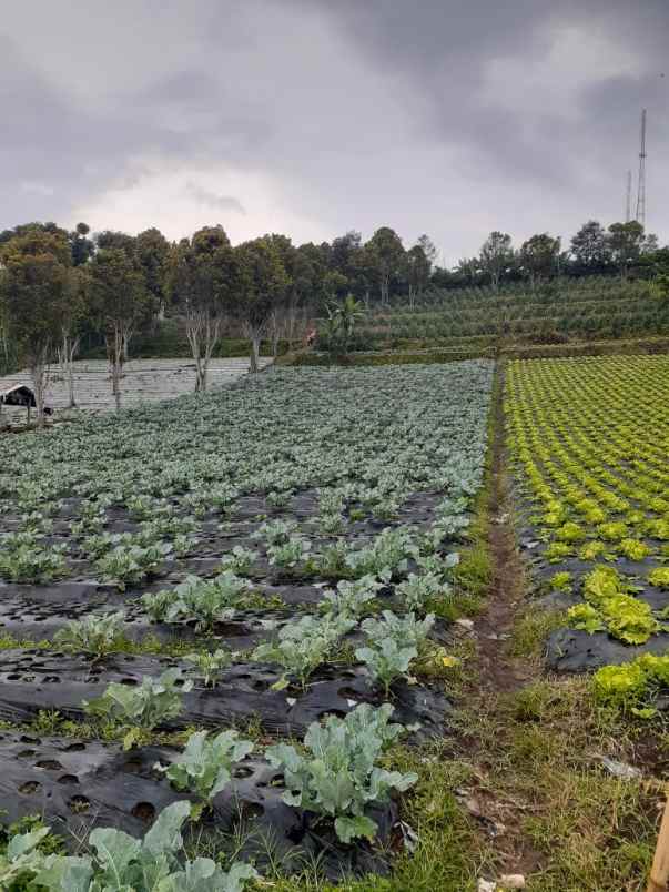 dijual tanah jl bukanagara pagerwangi