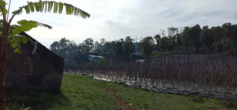 dijual tanah jl bukanagara pagerwangi
