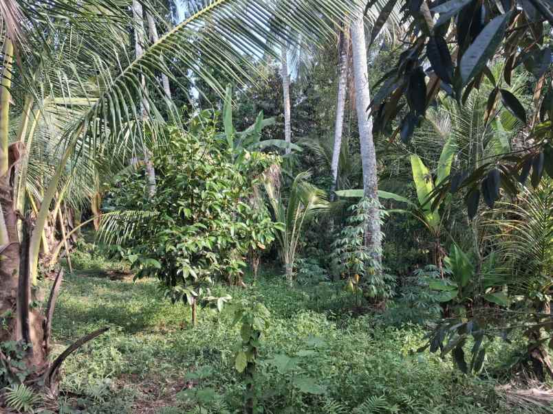 dijual tanah kebun akses jalan hotmix legalitas shm