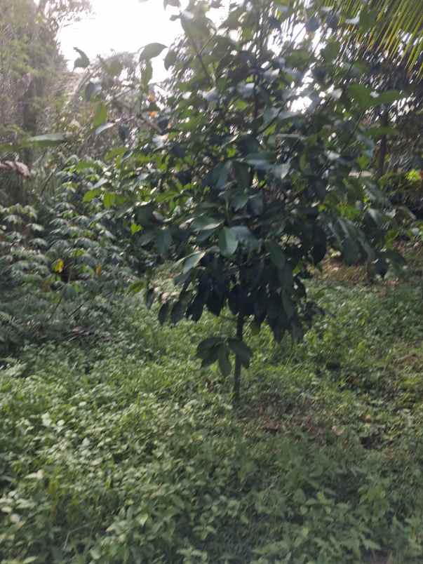 dijual tanah kebun akses jalan hotmix legalitas shm