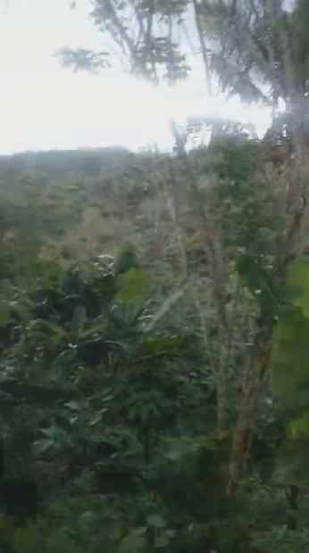 dijual tanah kebun murah lokasi di munduktemu pupuan