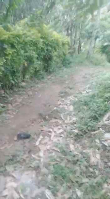 dijual tanah kebun murah lokasi di munduktemu pupuan