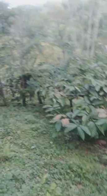 dijual tanah kebun murah lokasi di munduktemu pupuan