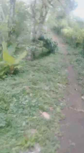 dijual tanah kebun murah lokasi di munduktemu pupuan