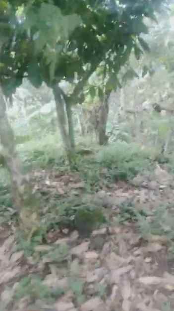 dijual tanah kebun murah lokasi di munduktemu pupuan