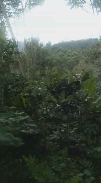 dijual tanah kebun murah lokasi di munduktemu pupuan