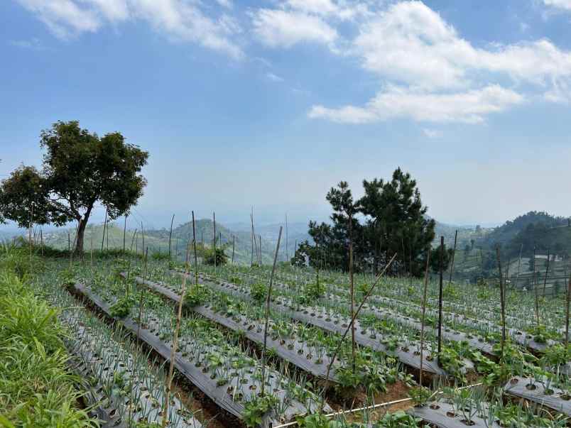 dijual tanah kemuning ngargoyoso