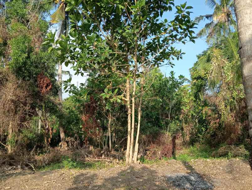 dijual tanah medewi kec pekutatan kab