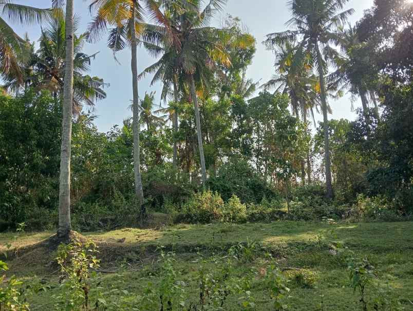dijual tanah medewi kec pekutatan kab