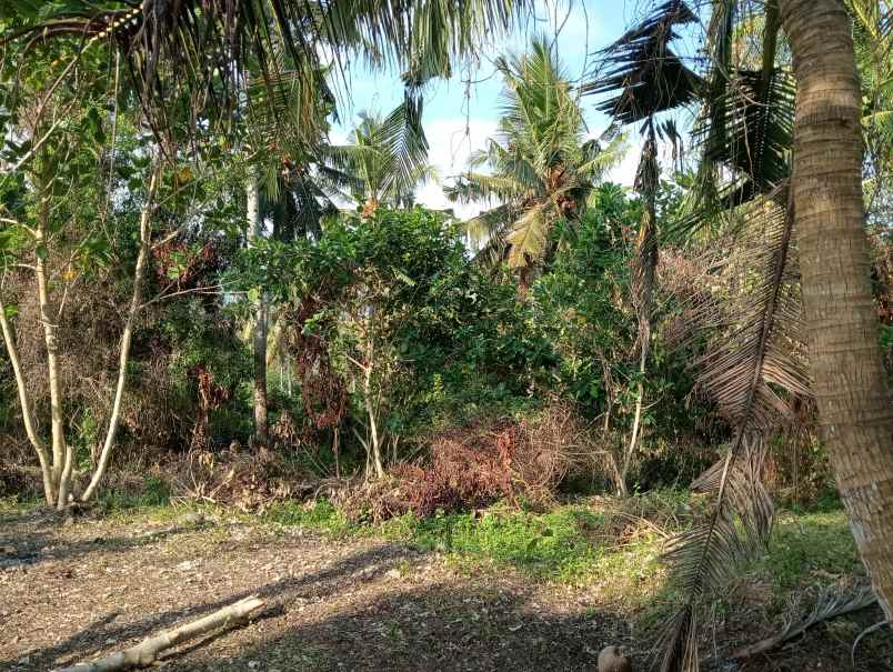 dijual tanah medewi kec pekutatan kab