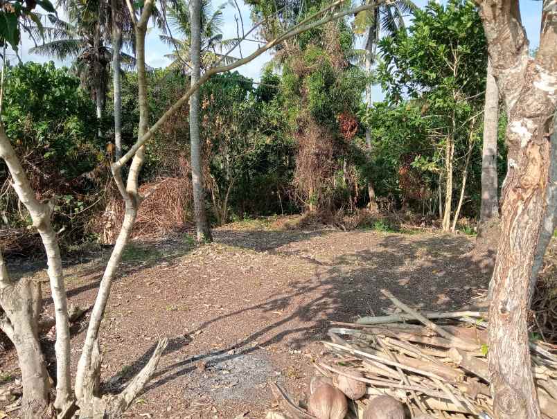 dijual tanah medewi kec pekutatan kab