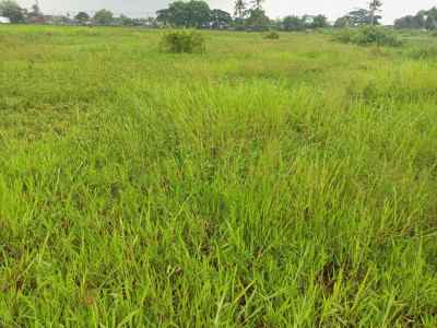 dijual tanah sawah darat mekarjaya gantar indramayu