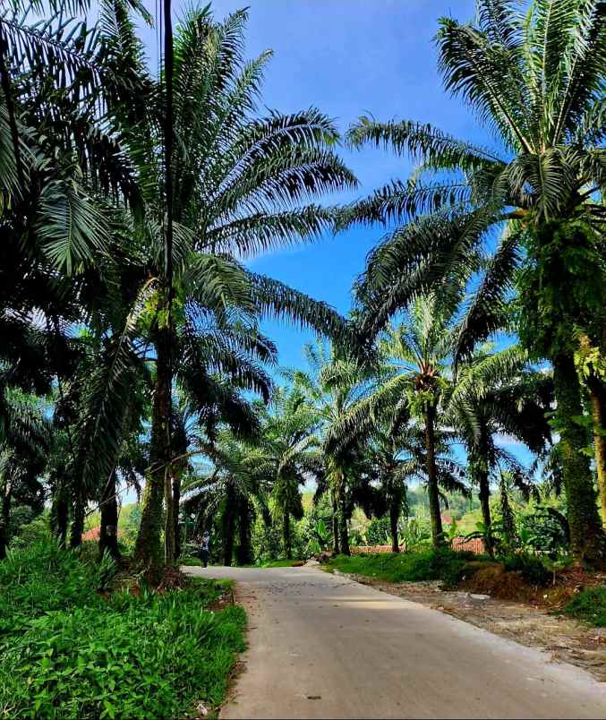 dijual tanah tegalan kering berupa kebun bantarkambing
