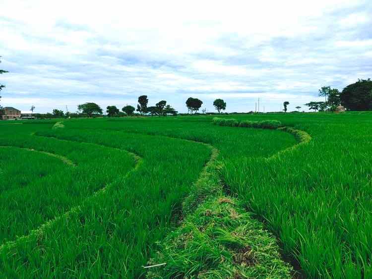 jual sawah subur 3225m2 kedawung sragen