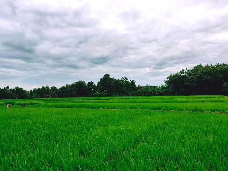 jual sawah subur 3225m2 kedawung sragen