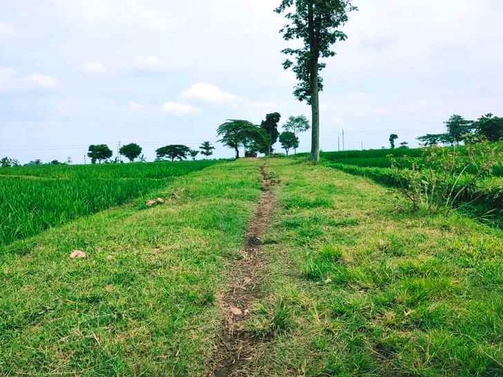 jual sawah subur 3225m2 kedawung sragen