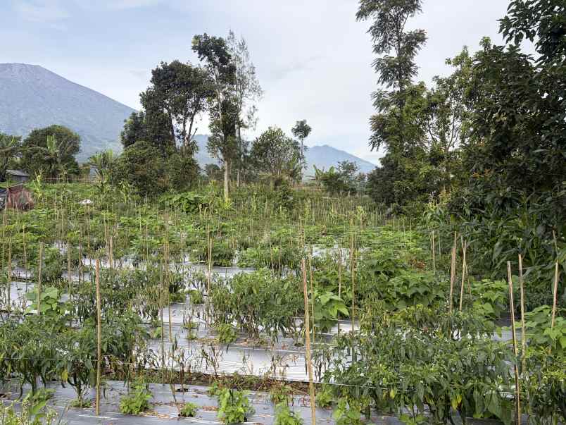 jual tanah kosongan di sembalun