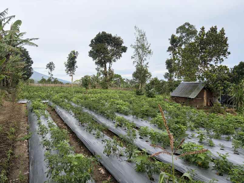 jual tanah kosongan di sembalun