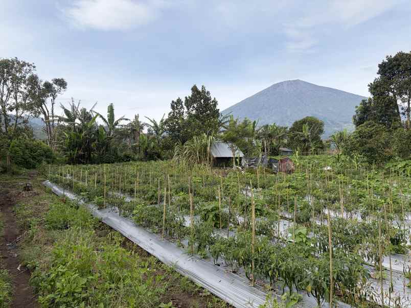 jual tanah kosongan di sembalun