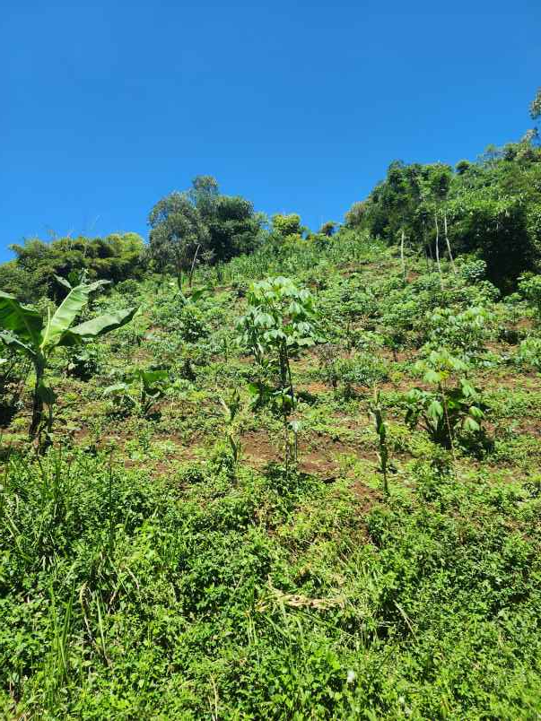 jual tanah murah ciwidey bu