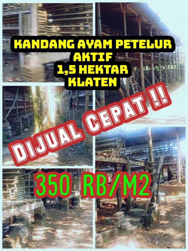kandang ayam petelur 1 5ha diklaten 350rb m2