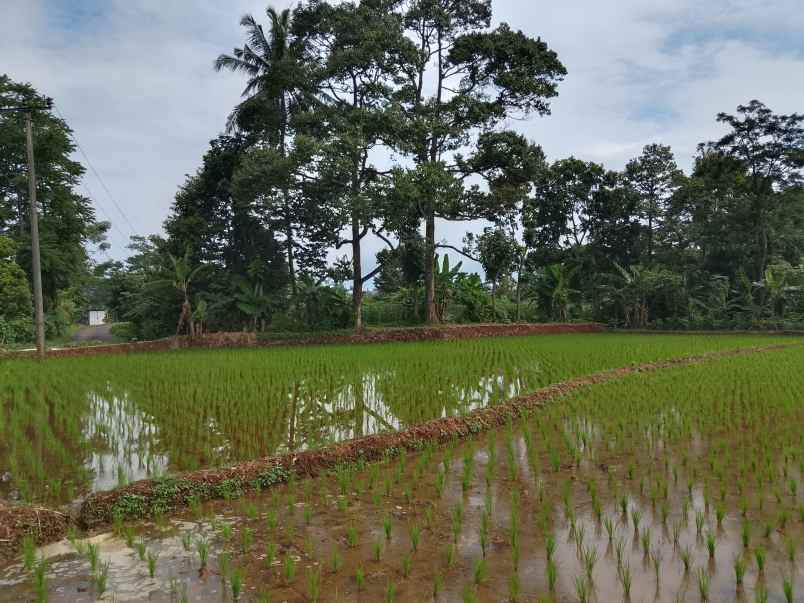 kebun sawah produktif view bagus subang