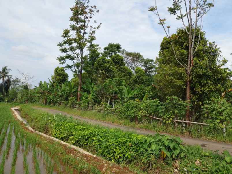 kebun sawah produktif view bagus subang