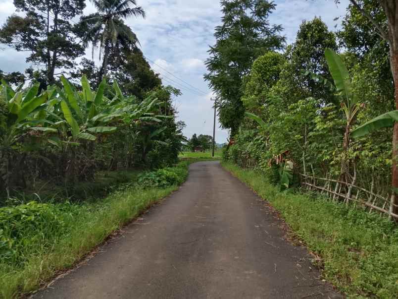 kebun sawah produktif view bagus subang
