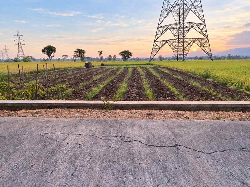sawah strategis luas 1250m2 tepi jalan