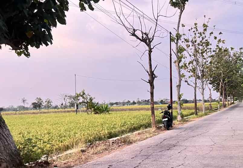 sawah strategis luas 1250m2 tepi jalan