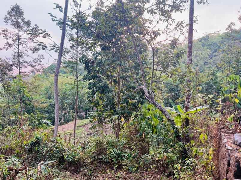 tanah 275 juta cocok untuk kebun matesih karanganyar