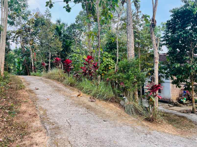 tanah 275 juta cocok untuk kebun matesih karanganyar