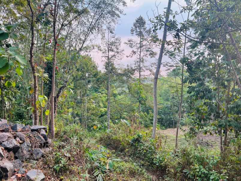 tanah 275 juta cocok untuk kebun matesih karanganyar