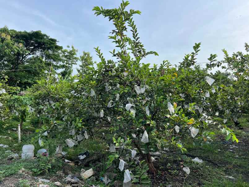 tanah 6670m kebun jambu siap panen sragen