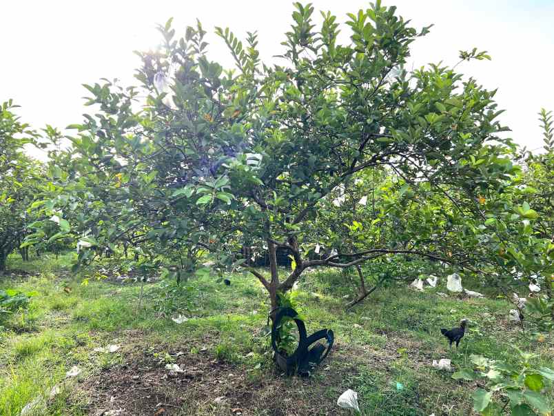 tanah 6670m kebun jambu siap panen sragen