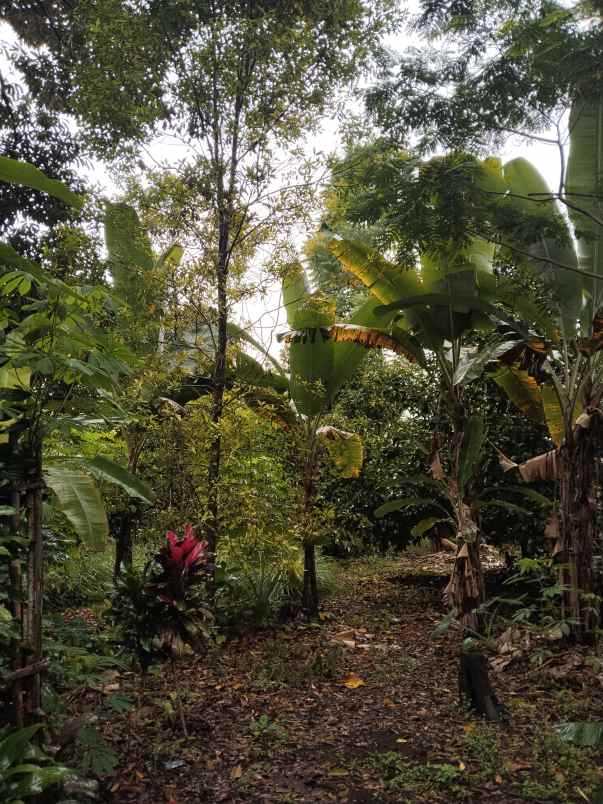 tanah bangunan rumah jalan cagak subang