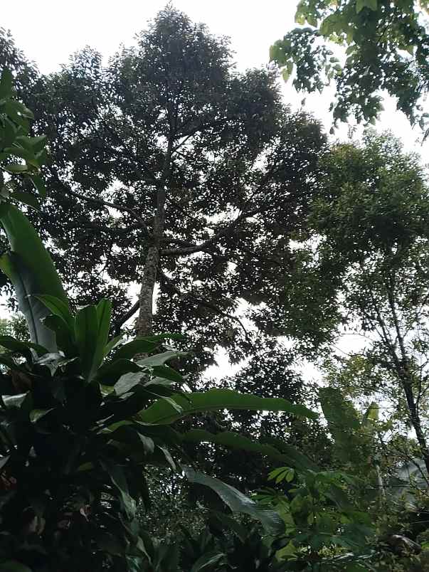 tanah bangunan rumah jalan cagak subang