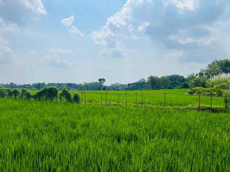 tanah datar untuk kandang 8000m karanganyar utara
