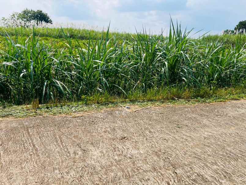 tanah datar untuk kandang 8000m karanganyar utara