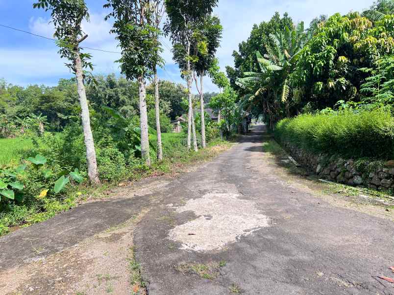 tanah datar view hamparan sawah kedawung sragen