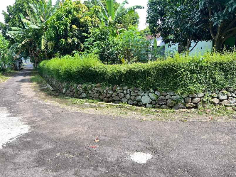 tanah datar view hamparan sawah kedawung sragen