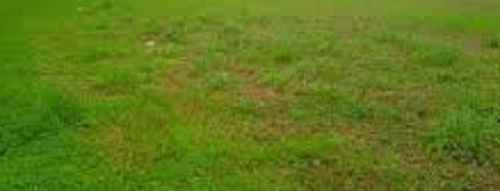 tanah desa bakalan wringinpitu balongbendo sidoarjo