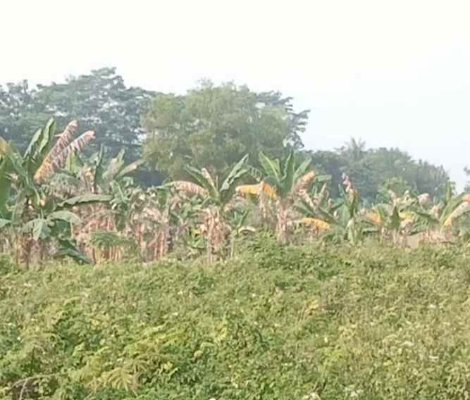 tanah industri 2ha klapanunggal bekasi